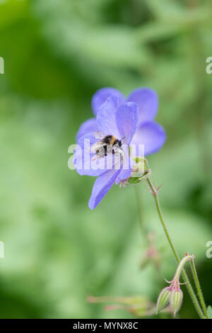 Bombus Lucorum. Bumble bee on a geranium flower in an english garden Stock Photo