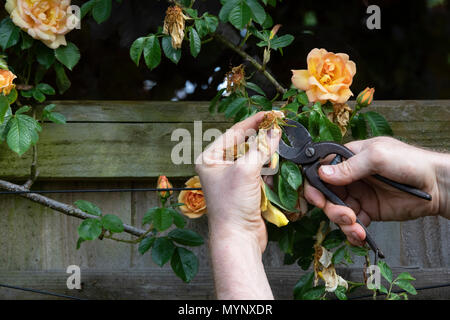 Gardener deadheading Rosa ‘Maigold’ flower with vintage secateurs in a garden. UK Stock Photo