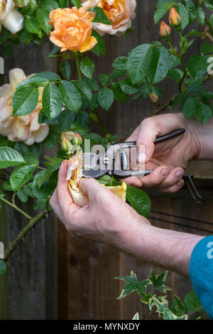 Gardener deadheading Rosa ‘Maigold’ flower with vintage secateurs in a garden. UK Stock Photo