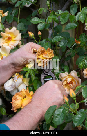 Gardener deadheading Rosa ‘Maigold’ flower with vintage secateurs in a garden. UK Stock Photo