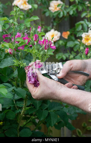 Gardener deadheading rose flowers with secateurs in a garden. UK Stock Photo