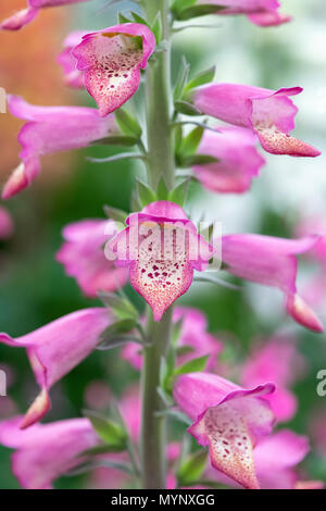 Digitalis hybrida Foxlight 'Rose ivory'. Foxglove Foxlight 'Rose Ivory' on a display at a flower show. UK Stock Photo