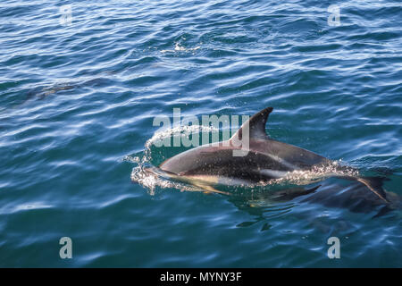 dolphin jumping in Kaikoura bay, New Zealand Stock Photo