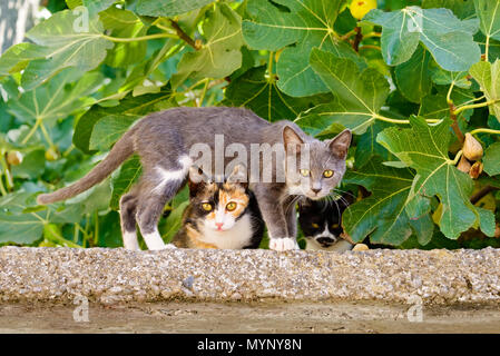 Two cute nosy cat kittens, different colors, one standing above the other on a wall in front of a fig tree, Greek island Lesbos, Greece Stock Photo