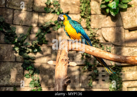 Green, blue and yellow colors parrot - Ara ararauna on tree and stone wall background in exotic country Stock Photo