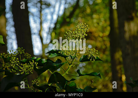 Green common ivy plant flower buds with bokeh forest in the background - Hedera helix Stock Photo