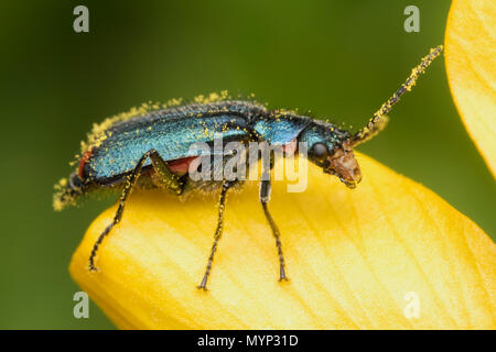 Common Malachite Beetle (Malachius bipustulatus) perched on buttercup flower. Tipperary, Ireland Stock Photo