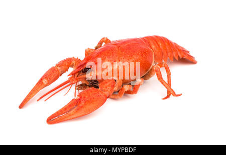 Fresh boiled red crayfish isolated on white background Stock Photo