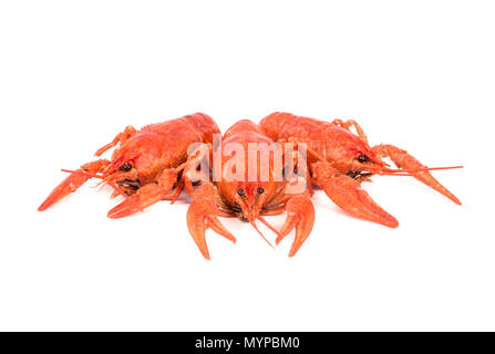 Three fresh boiled crawfish on a white background Stock Photo