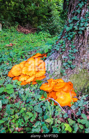 Jack O’Lantern mushrooms (Omphalotus illudens) at base of White Oak tree and surrounded by English ivy - Asheville, North Carolina. Stock Photo