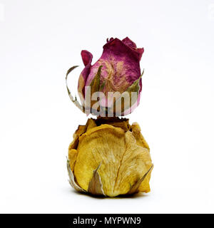Withered rose heads,  studio shot Stock Photo
