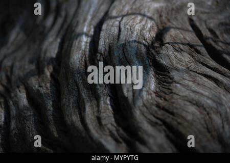 Flowing Lines In An Aged Driftwood Stump Stock Photo