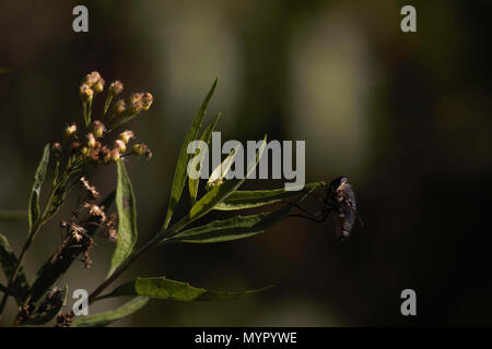 Hover Fly (Syrphidae sp.) Hanging On A Leaf tip Stock Photo