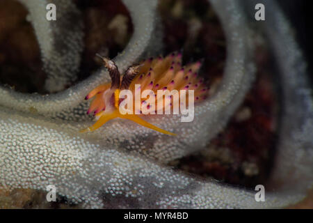 Nudibranch Favorinus mirabilis. Picture was taken in Anilao, Philippines Stock Photo