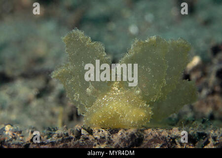 Nudibranch Melibe viridis. Picture was taken in Anilao, Philippines Stock Photo