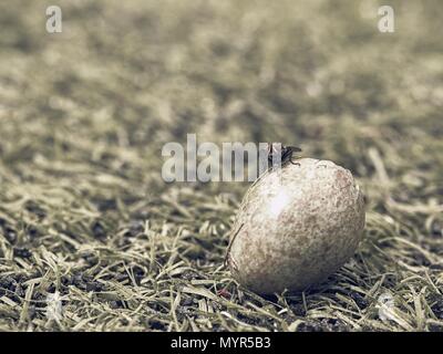 The new life is born. Cracked bird egg on the grass. Black fly sit on empty broken shell. Wild life macro Stock Photo