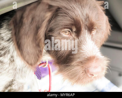 German wire haired pointer puppy Stock Photo