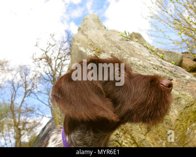 German wire haired pointer puppy Stock Photo