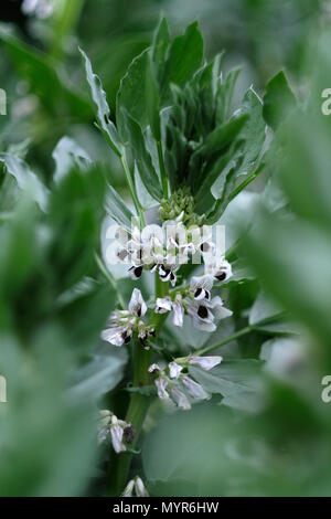 Broad bean plant in flower. Stock Photo