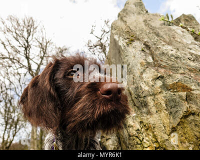 German wire haired pointer puppy Stock Photo