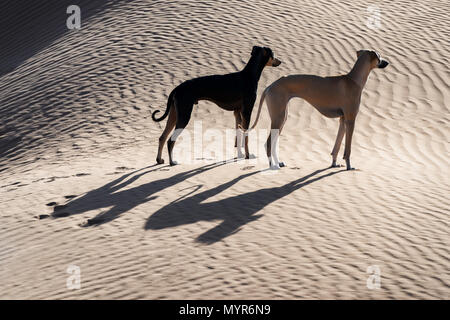 Two Sloughi dogs (Arabian greyhound) in the Sahara desert of Morocco. Stock Photo