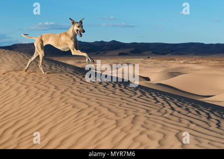 A happy, brown Sloughi dog (Arabian greyhound) runs in the sand dunes in the Sahara desert of Morocco. Stock Photo