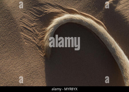 Tail of a brown Sloughi dog (Arabian greyhound) in desert sand. Stock Photo
