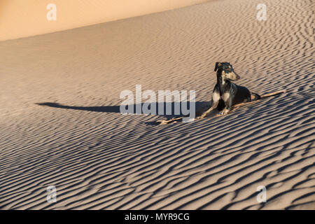 A young black Sloughi dog (Arabian greyhound) rests in the sand dunes in the Sahara desert of Morocco. High key image with muted colours. Stock Photo