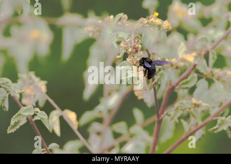 Galapagos carpenter bee (Xylocopa darwini) on yellow flower, Urvina Bay, Isabela, Galapagos, Ecuador Stock Photo