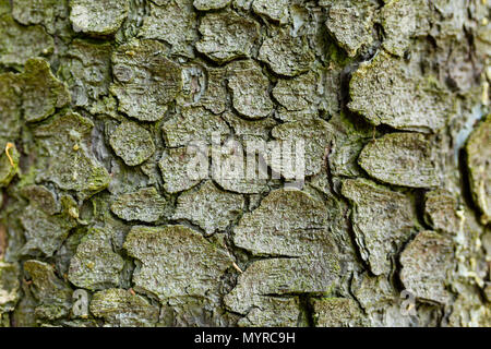 Texture of the bark of a tree spruce Stock Photo