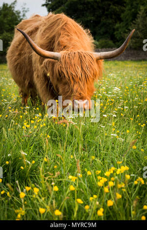 Highland cow in a field of spring flowers Stock Photo