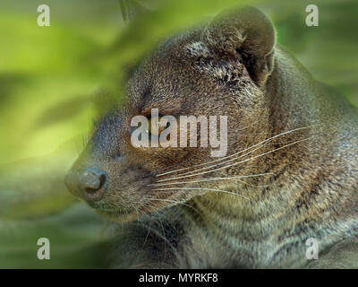 Fossa Cryptoprocta ferox Captive photograph Stock Photo