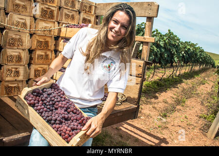 Jarinu, Sao Paulo, Brazil, December 14, 2011. Portrait of woman on a tractor loaded with wooden boxes with freshly harvested grapes in a vineyard Stock Photo
