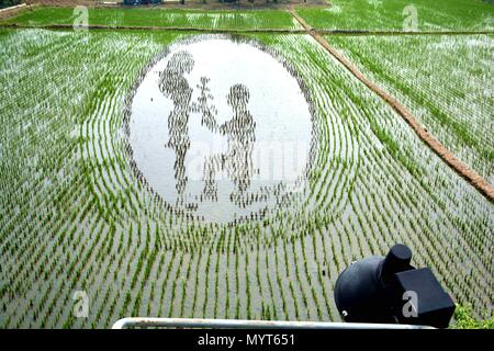 Shenyan, Shenyan, China. 7th June, 2018. Shenyang, CHINA-7th June 2018: Twelve giant 3D paintings of rice paddy art can be seen at the rice fields in Shenyang, northeast China's Liaoning Province. Credit: SIPA Asia/ZUMA Wire/Alamy Live News Stock Photo