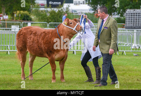 Ardingly Sussex UK 8th June 2018 - Cattle judging at the South of England Show in beautiful sunny weather held at the Ardingly Showground near Haywards Heath Sussex Credit: Simon Dack/Alamy Live News Stock Photo