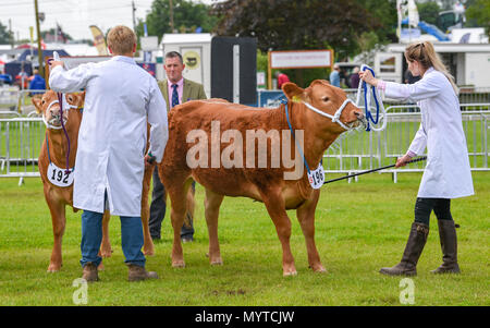 Ardingly Sussex UK 8th June 2018 - Cattle judging at the South of England Show in beautiful sunny weather held at the Ardingly Showground near Haywards Heath Sussex Credit: Simon Dack/Alamy Live News Stock Photo