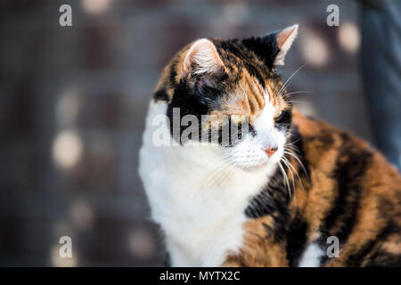One senior angry mean old calico cat face closeup bokeh sitting outside porch on front yard by door entrance to house during sunny day, yellow eyes Stock Photo