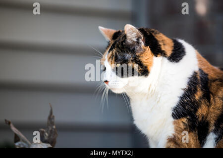 One senior angry mean old calico cat face side profile closeup sitting outside porch on front yard by door entrance to house during sunny day, yellow  Stock Photo