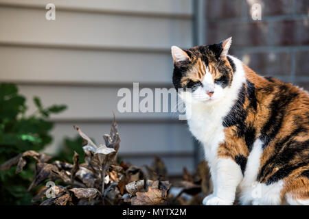 One senior angry mean old calico cat sitting outside porch on front yard by door entrance to house during sunny day, yellow eyes Stock Photo