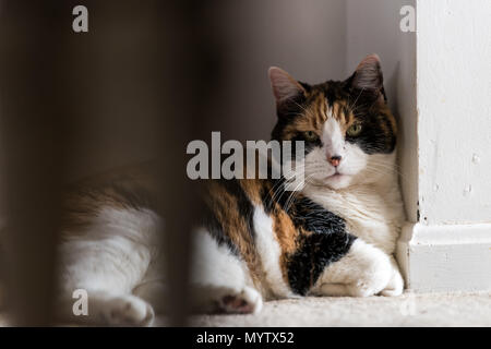 Closeup of calico cat huddled lying down in corner on floor in room house, unhappy angry look Stock Photo