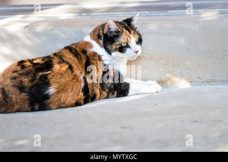 One calico cat face closeup lying down outside porch on front yard by entrance to house during sunny day, green eyes Stock Photo