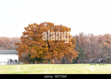 Cannons in Manassas National Battlefield Park meadow field hill in Virginia where the Bull Run battle was fought, golden yellow orange foliage on tree Stock Photo