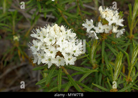 what tundra animals eat labrador tea