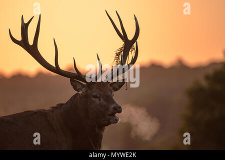 Adult Male Red Deer in the sunrise light during the rutting time; searching females Stock Photo