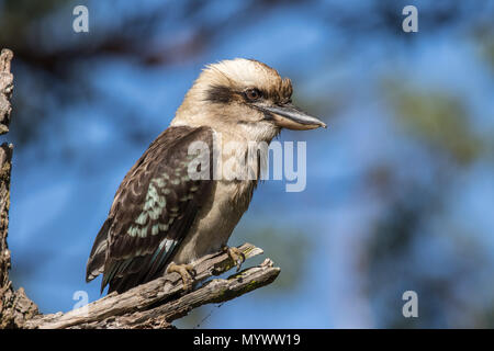 Kookaburra Stock Photo