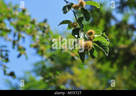 nut cupules of fagus sylvatica, the common beech tree, on sunny summer day, blue sky Stock Photo