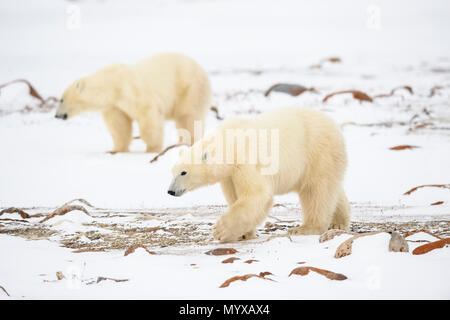 Polar Bear (Ursus maritimus) Yearling cubs with mother close by, Wapusk National Park, Cape Churchill, Manitoba, Canada Stock Photo