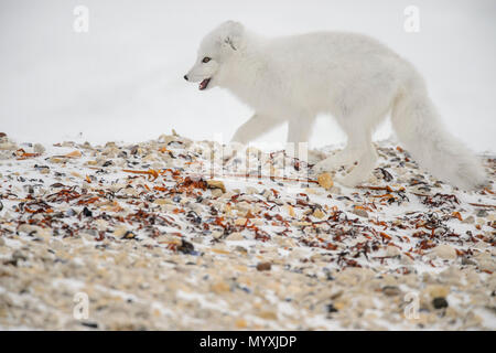 Arctic fox (Vulpes lagopus) Hunting along Hudson Bay gravel beach Stock Photo