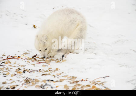 Arctic fox (Vulpes lagopus) Hunting along Hudson Bay gravel beach, Wapusk National Park, Cape Churchill, Manitoba, Canada Stock Photo