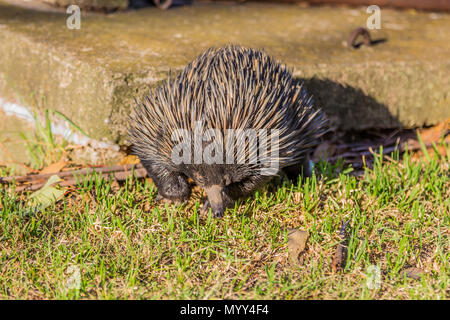 Echidna in a garden in NSW Australia, walking towards the camera. Stock Photo